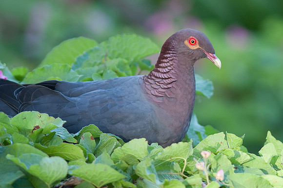 Scaly-naped Pigeon (Patagioenas squamosa)