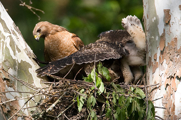 Red-shouldered Hawk (Buteo lineatus) adult and juvenile