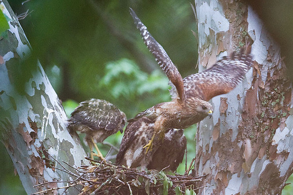Red-shouldered Hawk (Buteo lineatus) adult and juvenile