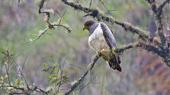 Black-chested Buzzard-Eagle (Geranoaetus melanoleucus)