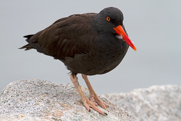 Black Oystercatcher (Haematopus bachmani)