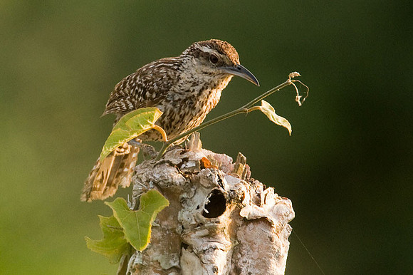 Yucatan Wren (Campylorhynchus yucatanicus)