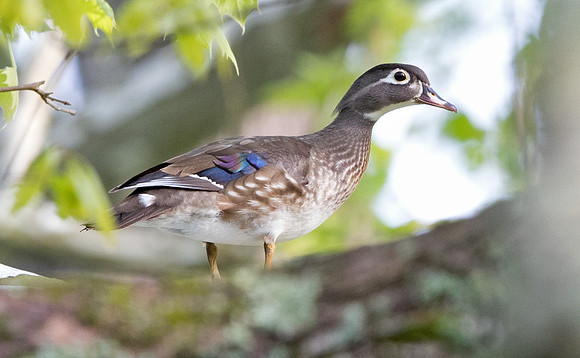 Wood duck (Aix sponsa) Female