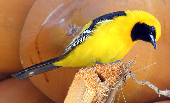 Hooded Oriole (Icterus cucullatus) male