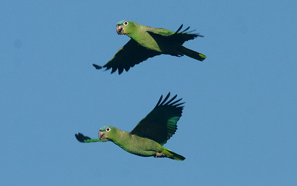 Mealy Amazon (Amazona farinosa) also known as Mealy Parrot
