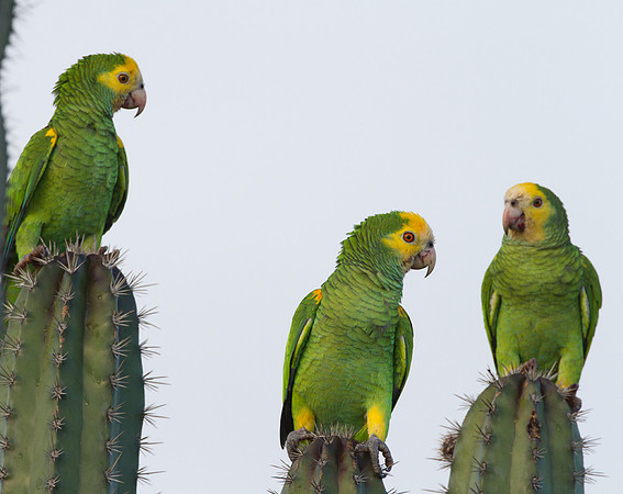Yellow-shouldered Amazon (Amazona barbadensis)