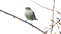 Golden-faced Tyrannulet (Zimmerius chrysops)