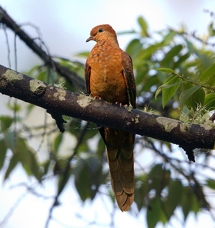 Ruddy cuckoo-dove (Macropygia emiliana)