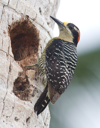 Black-cheeked Woodpecker (Melanerpes pucherani) female