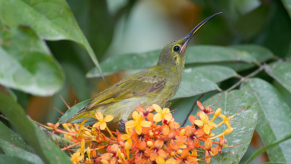 Yellow-eared Spiderhunter (Arachnothera chrysogenys)