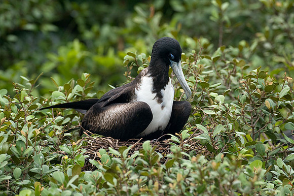 Magnificent Frigatebird (Fregata magnificens) female