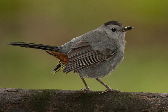 Gray Catbird (Dumetella carolinensis)