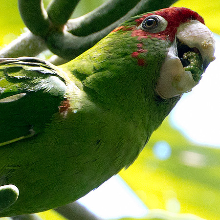 Mitred Parakeet (Aratinga mitrata)