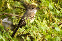 Brown-crested Flycatcher (Myiarchus tyrannulus)