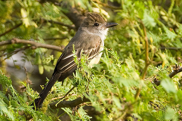 Brown-crested Flycatcher (Myiarchus tyrannulus)