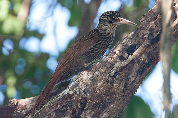 Ivory-billed Woodcreeper (Xiphorhynchus flavigaster)