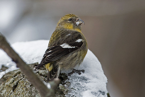 Two-barred Crossbill (Loxia leucoptera) female; also known as White-winged Crossbill