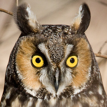 Long-eared Owl (Asio otus)