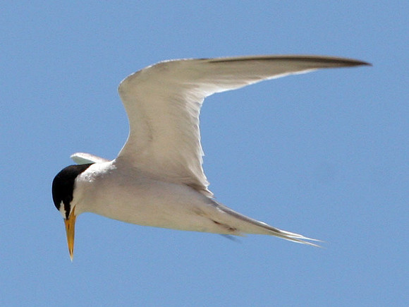 Least Tern (Sternula antillarum)