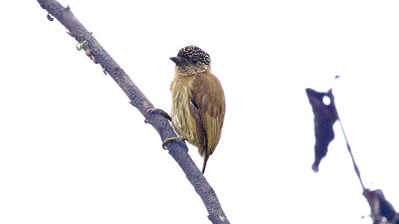 Olivaceous Piculet (Picumnus olivaceus)