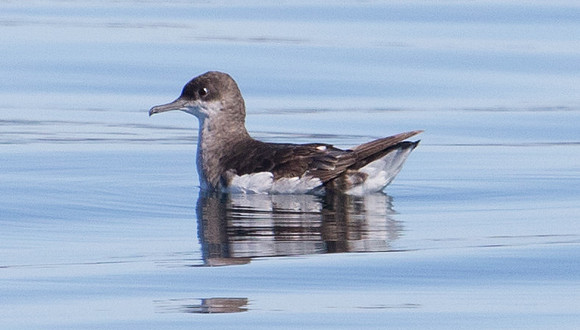 Fluttering shearwater (Puffinus gavia)
