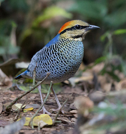 Blue pitta (Hydrornis cyaneus) Male