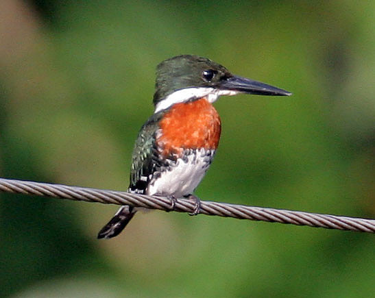Green Kingfisher (Chloroceryle americana) Male