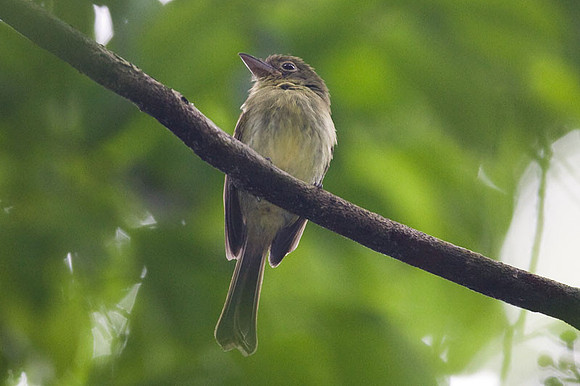 Yellow Tyrannulet (Capsiempis flaveola)