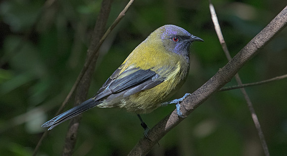 New Zealand bellbird (Anthornis melanura)