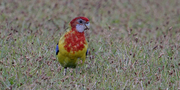 Eastern Rosella Parakeet