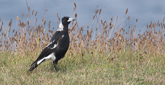 Australian Magpie (Gymnorhina tibicen)