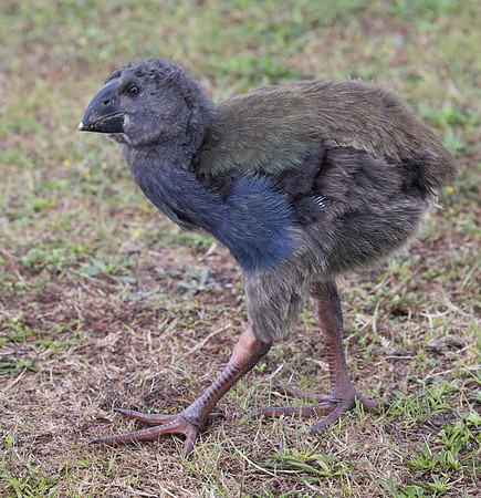 South Island takahē, notornis, or takahē (Porphyrio hochstetteri) Juv.