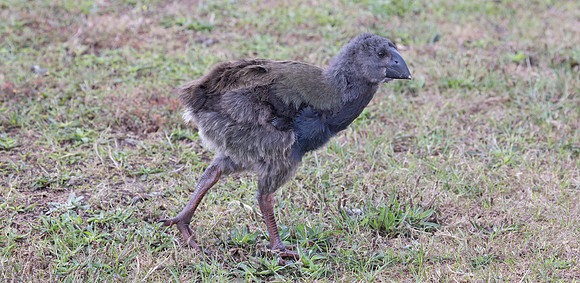 South Island takahē, notornis, or takahē (Porphyrio hochstetteri) Juv.