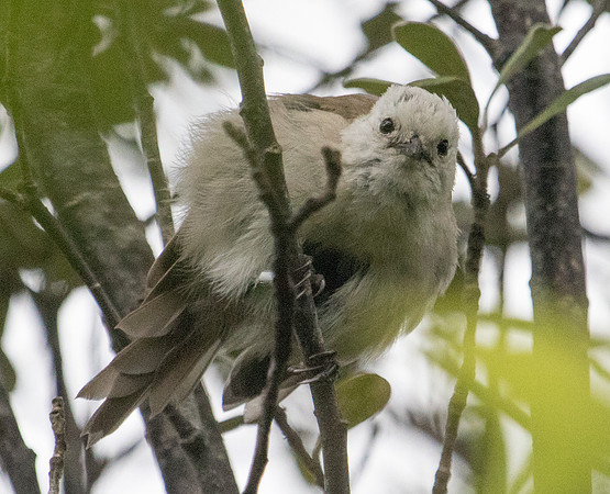 Whitehead or pōpokotea (Mohoua albicilla)