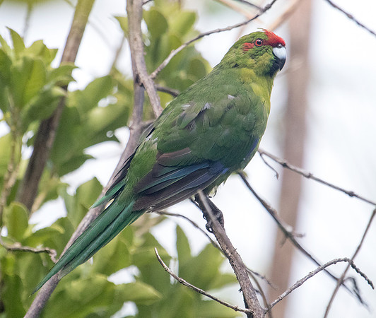 Red-crowned parakeet (Cyanoramphus novaezelandiae)