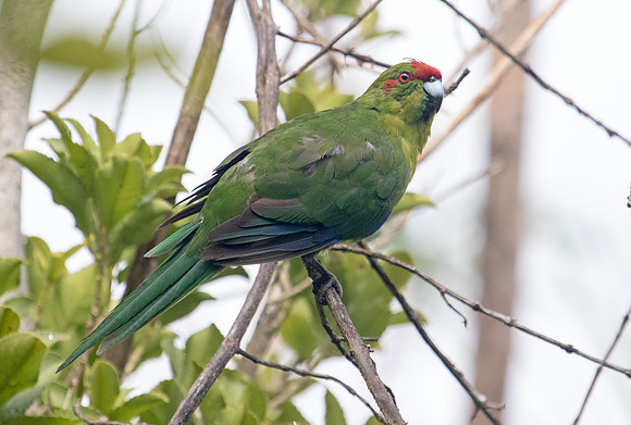 Red-crowned parakeet (Cyanoramphus novaezelandiae)