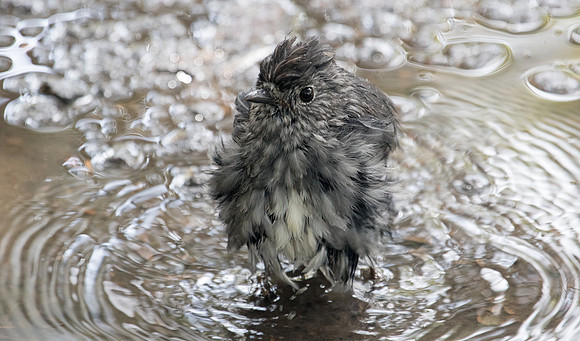 North Island robin (Petroica longipes)