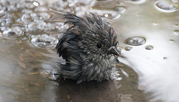 North Island robin (Petroica longipes)