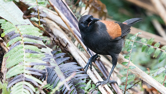 North Island saddleback (Philesturnus rufusater)