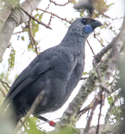 North Island kōkako (Callaeas wilsoni)
