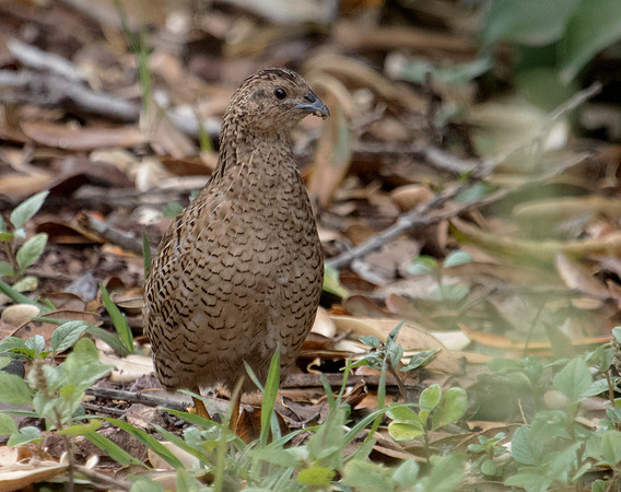 Brown quail (Coturnix ypsilophora)