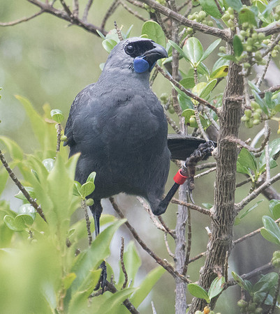 North Island kōkako (Callaeas wilsoni)