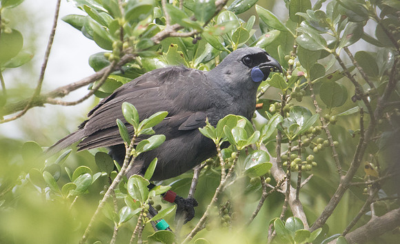 North Island kōkako (Callaeas wilsoni)