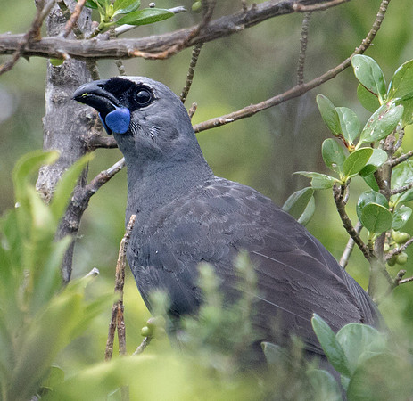 North Island kōkako (Callaeas wilsoni)