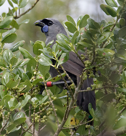North Island kōkako (Callaeas wilsoni)