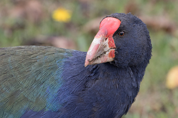 South Island takahē, notornis, or takahē (Porphyrio hochstetteri)