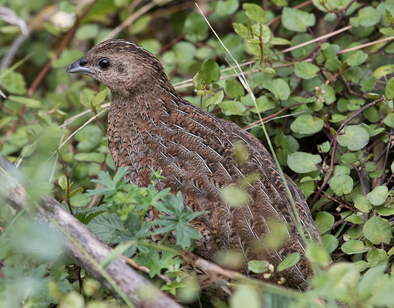 Brown quail (Coturnix ypsilophora)