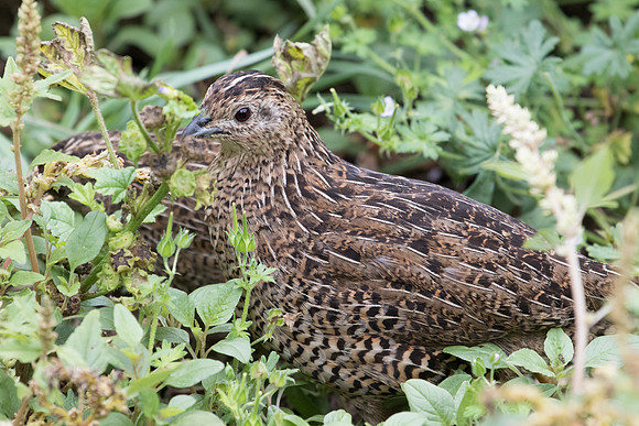 Brown quail (Coturnix ypsilophora)
