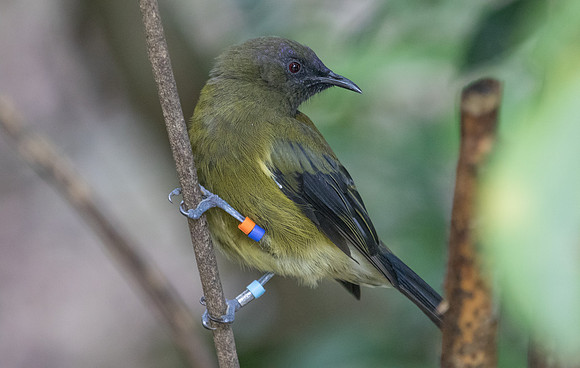 New Zealand bellbird (Anthornis melanura)