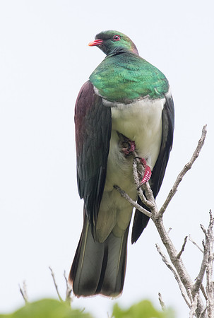 New Zealand pigeon or kererū (Hemiphaga novaeseelandiae)